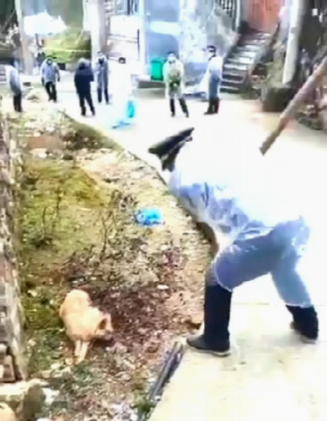 浙江温州永嘉县全村屠狗防武汉疫情 引起网络民愤