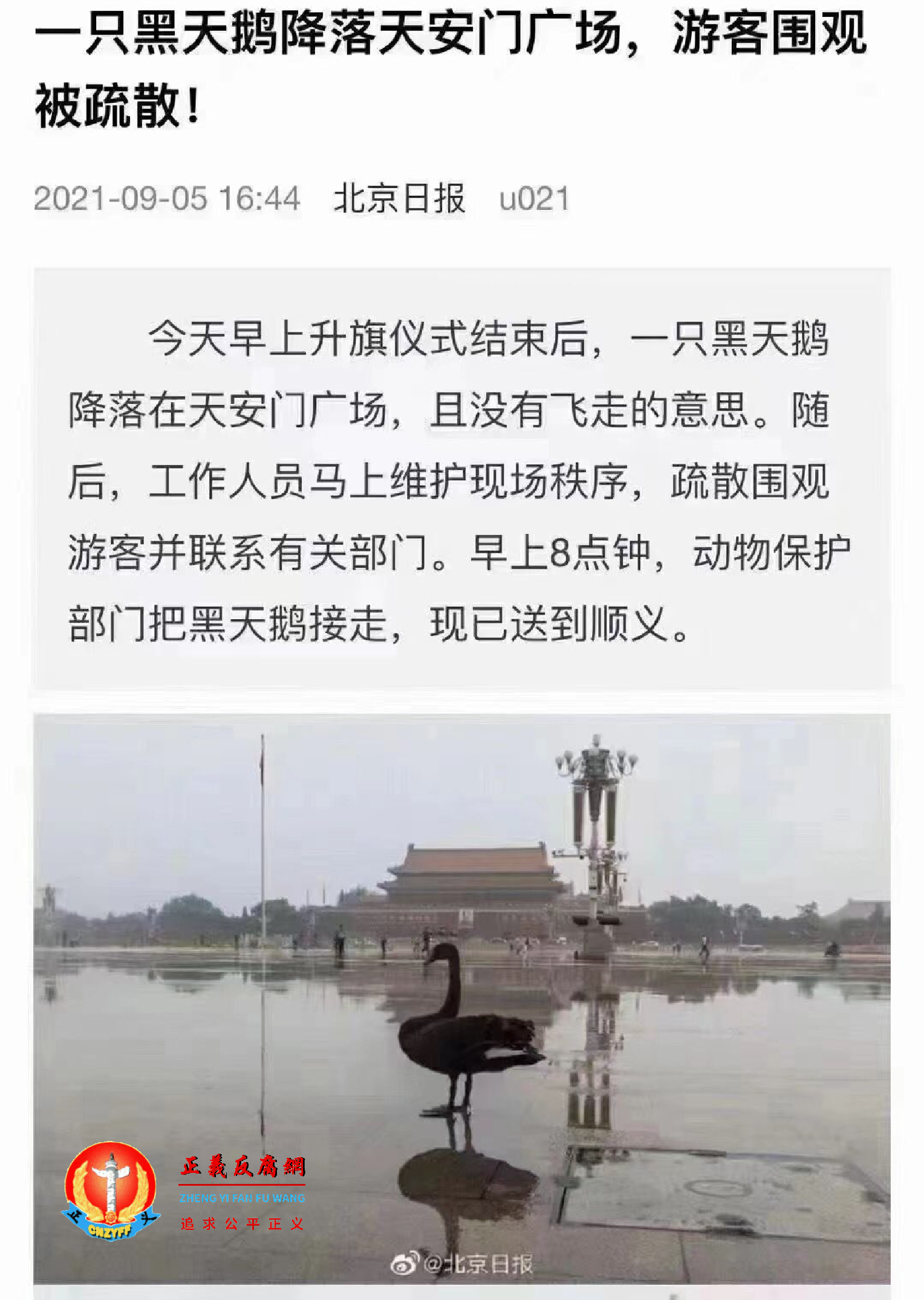 黑天鹅从附近公园飞入天安门广场.png