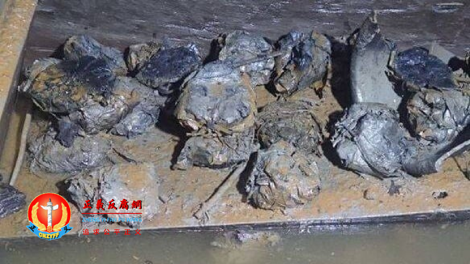 穿越2000年未腐烂“最古老粽子”曝光